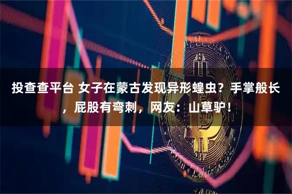 投查查平台 女子在蒙古发现异形蝗虫？手掌般长，屁股有弯刺，网友：山草驴！